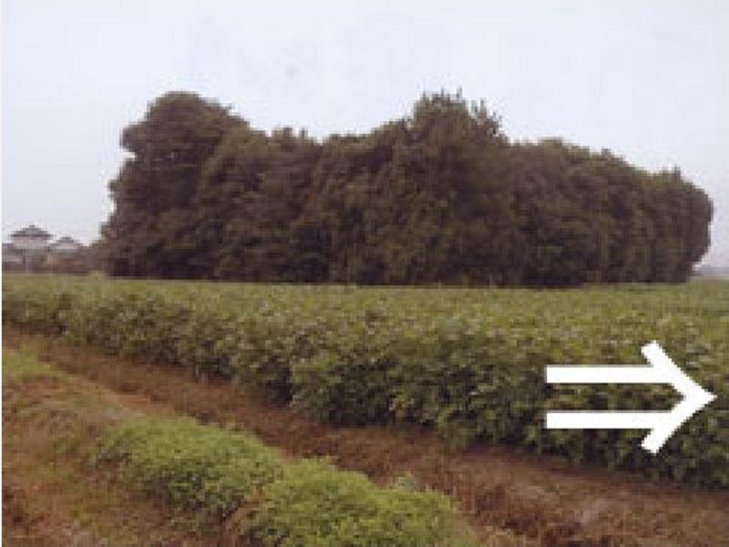 株式会社坂本造園