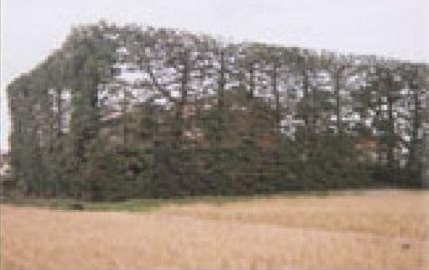 株式会社坂本造園