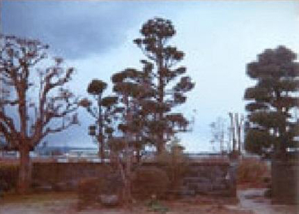 株式会社坂本造園